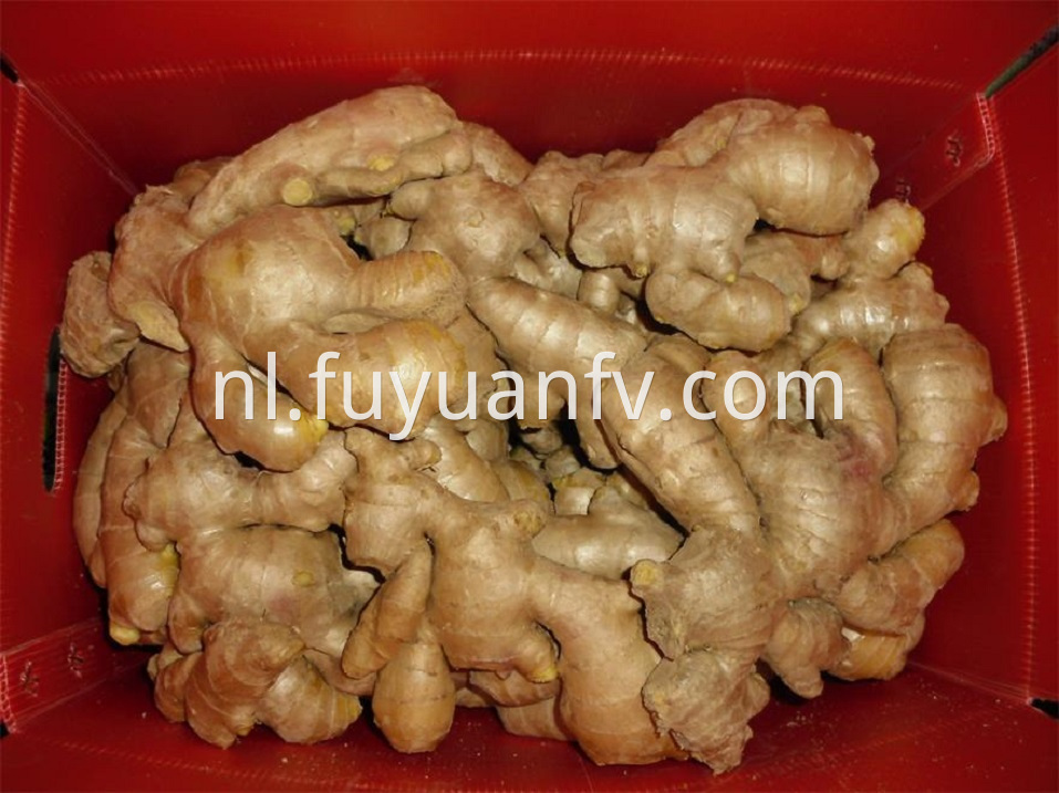 air dried ginger china